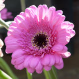 Gerbera